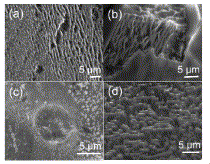 Fig. 2.   SEM images of SiC etched with HF solutions in different solvents at fixed current densities 10 mA/cm2 (a) acetonitrile (b) acetone (c) water (d) isopropanol